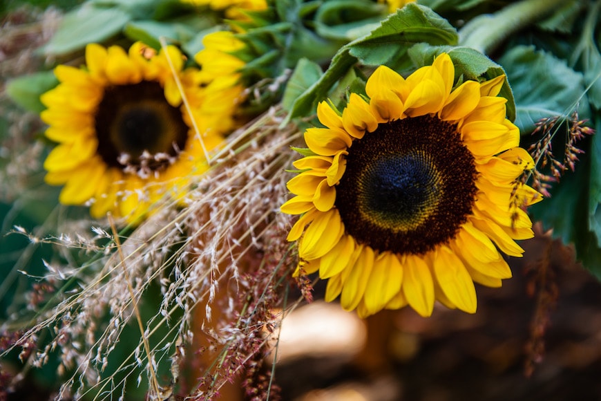 sunflowers