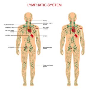 lymph ant and post