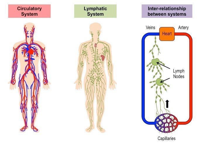 lymphatic-system_med