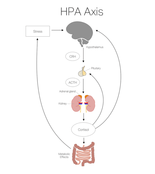 Stress Adrenal Fatigue HPA Axis