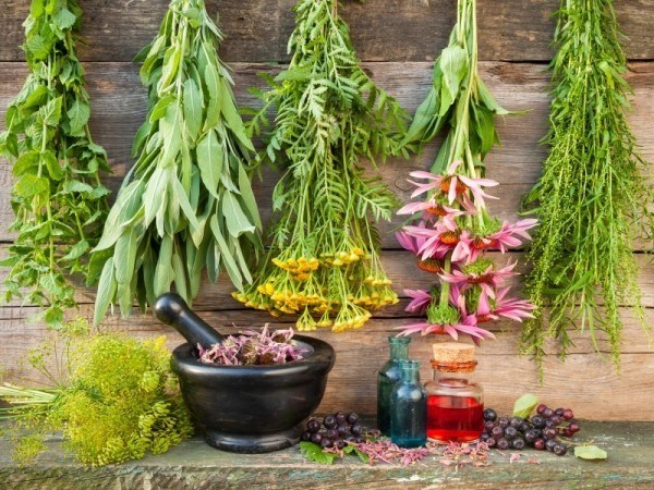 Medicinal Herbs