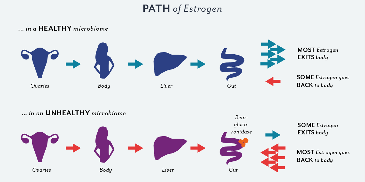 Path of Oestrogen
