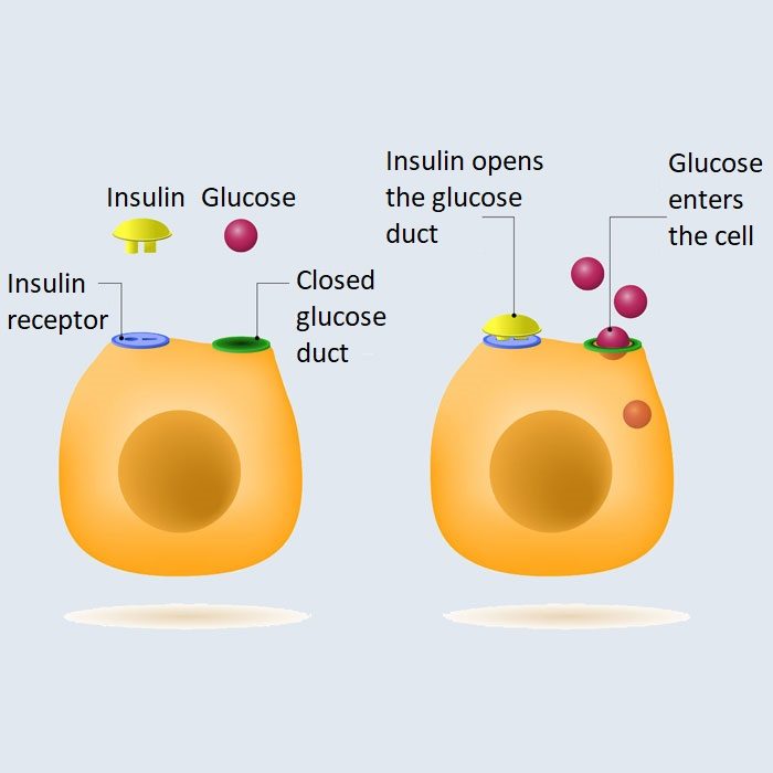 insulin glucose work together